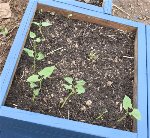 Transplant Beans Swiss Chard 